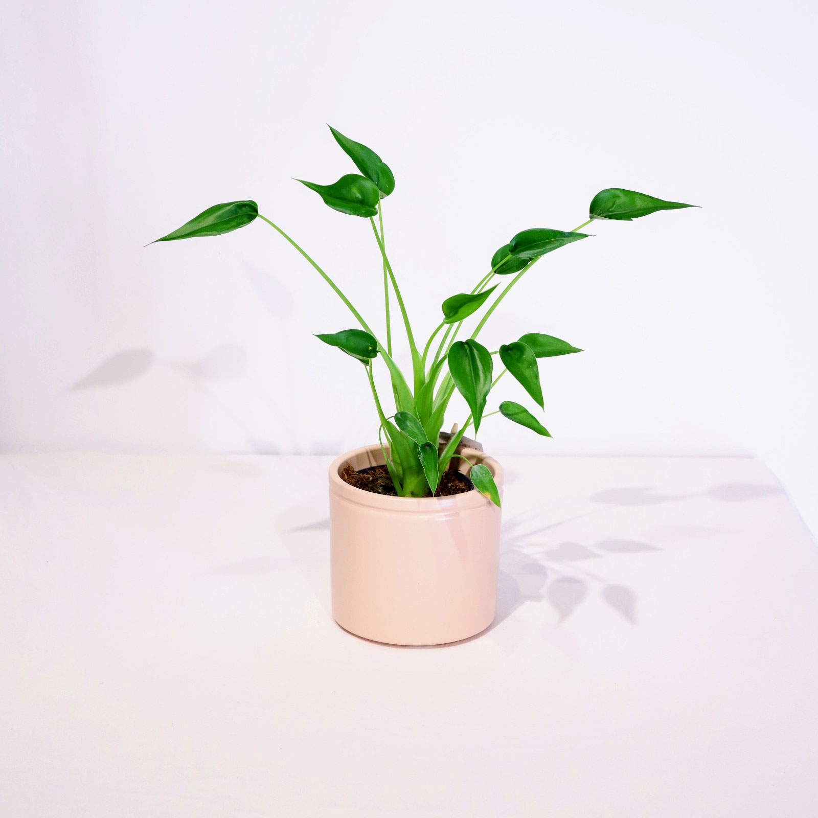 Alocasia Tiny Dancer Valentijn planten
