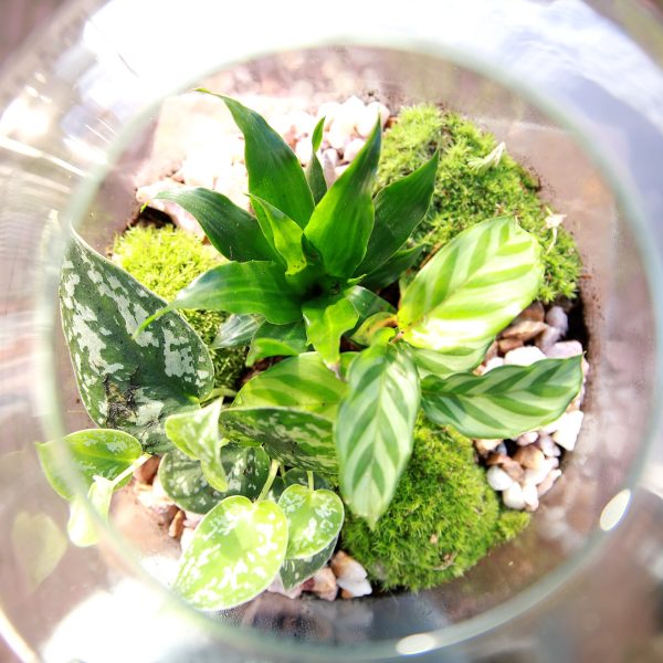 Plant terrarium