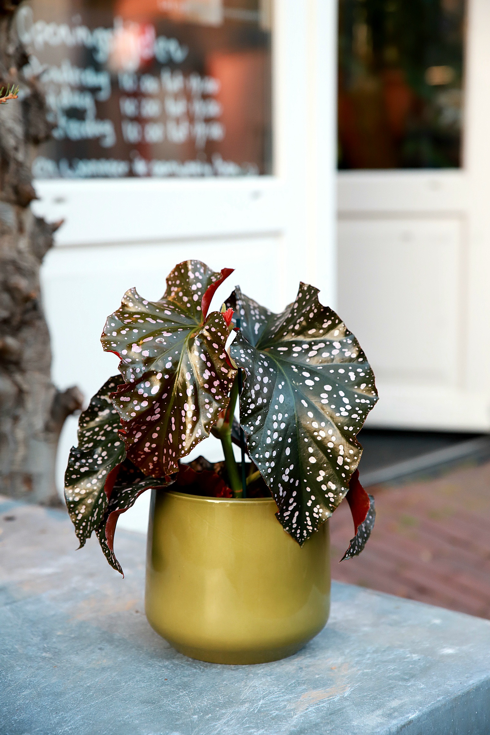 Begonia 'Çracklyn Rosie' in pot