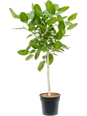 Ficus Benghalis