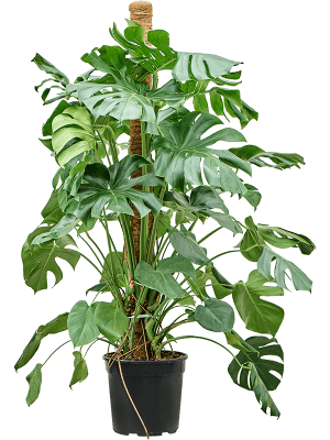 monstera deliciosa