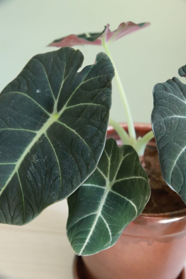 Alocasia 'Black Velvet' pot14cm hgt 35cm (excl. pot) - Afbeelding 2